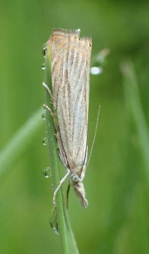 Réf. 184 618 : Chrysoteuchia culmella